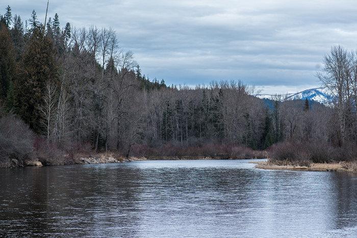 A mild winter on the lower North Fork of the Coeur d'Alene River. 
