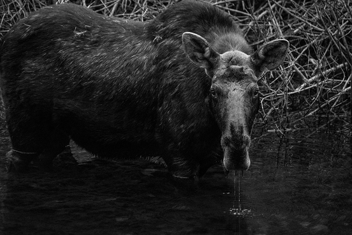 A bull moose that recently had dropped his paddles dredging a road side pond. 