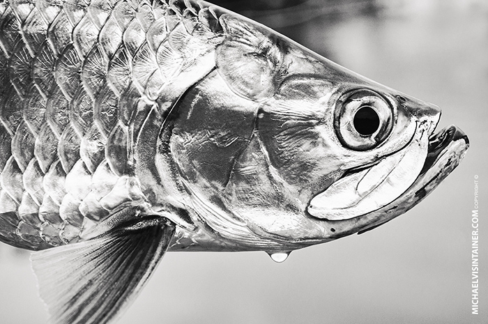 Baby Tarpon