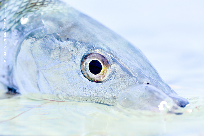 Bahamas Bonefish