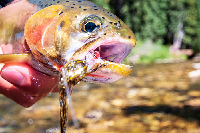 Streamer fishing.