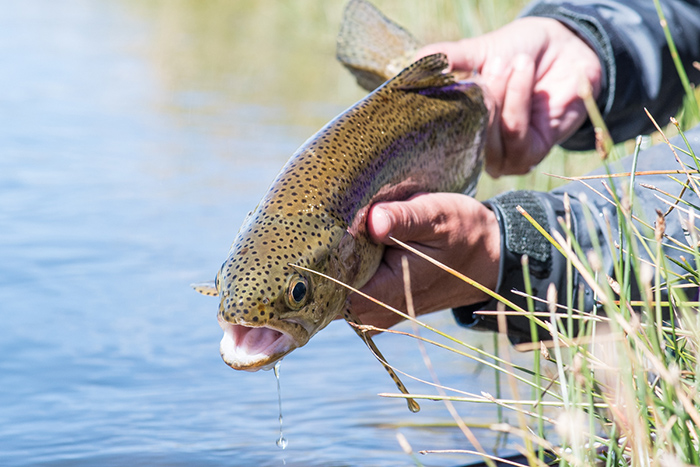 A beautiful rainbow trout ready for release near Las Pampas, Argentina.