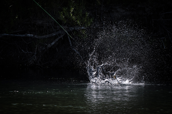 Hooked up a on voracious trout in southern Patagonia.