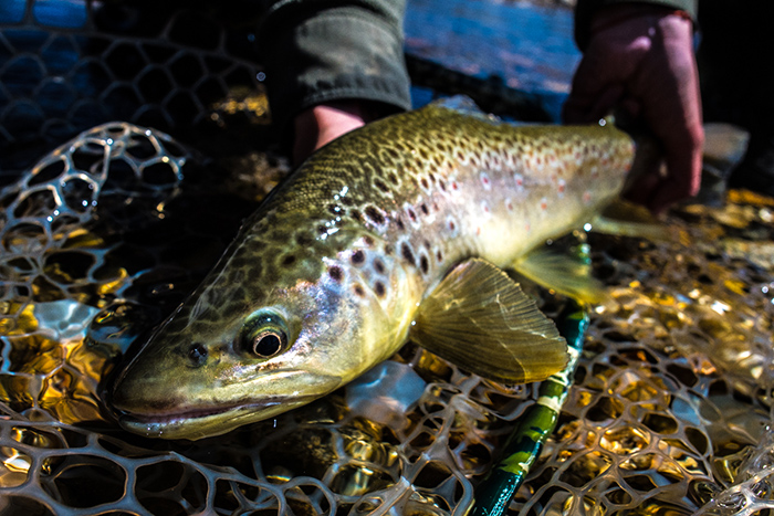 A brown trout fell victim to a dry fly on the Las Pampas River, near Rio Pico, Argentina.