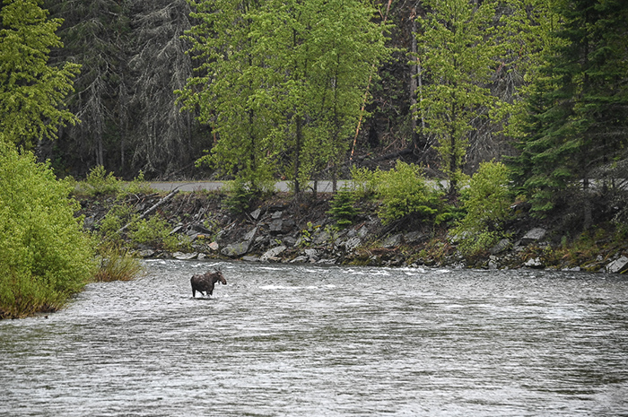 North Idaho Cutthroat Fishing.