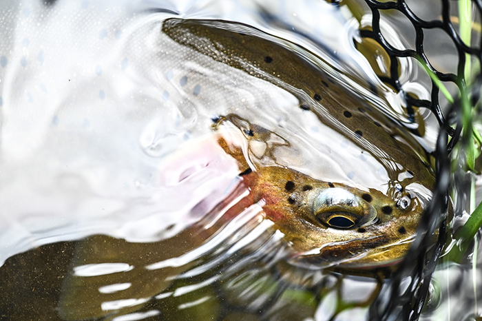 North Idaho Cutthroat Fishing.