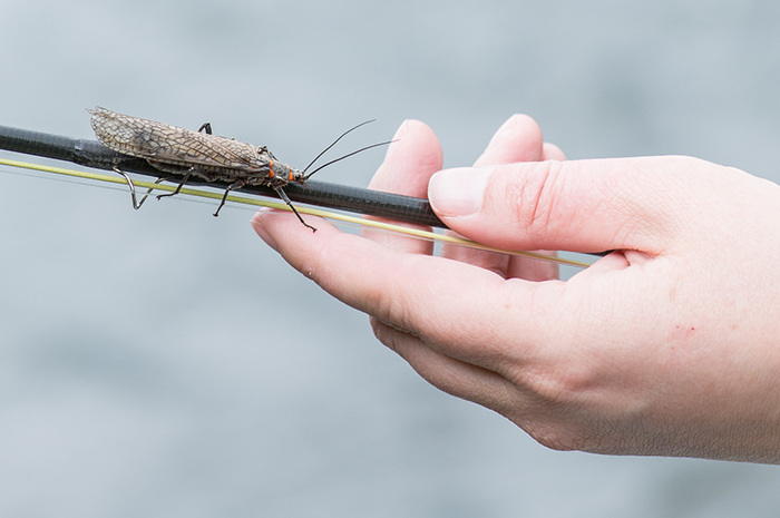Salmonfly stonefly fishing across the west starts as early is mid April and goes into July.