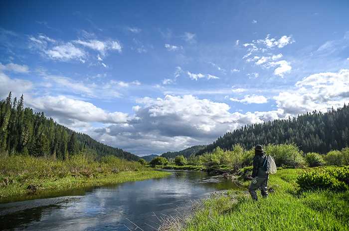 Jennifer fly fishing the North Fork of the Coeur d'Alene River system for cutthroat trout.