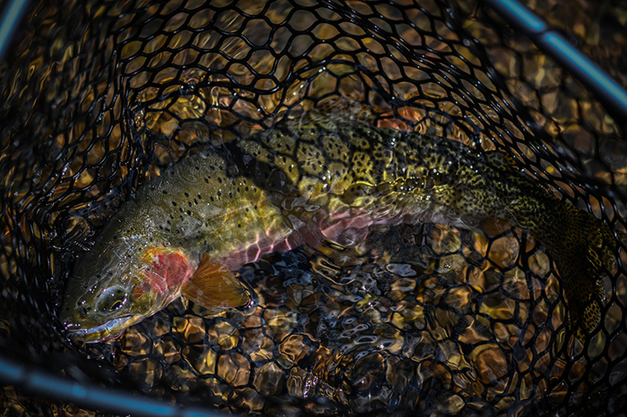 North Fork of the Coeur d'Alene River cutthroat trout.