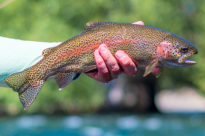 A Spokane River Redband trout.