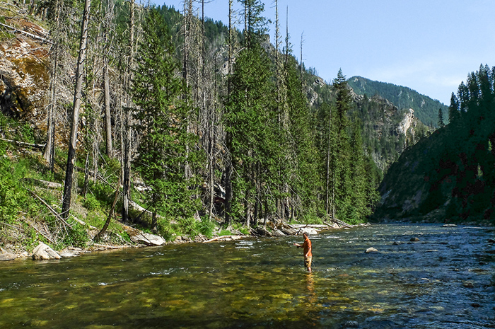 Fly fishing the North Fork Clearwater River near the Black Canyon during summertime.