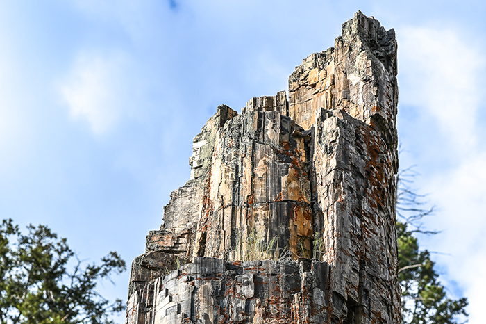 Petrified tree.