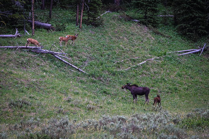 Momma moose and calf hanging with three deer bucks.