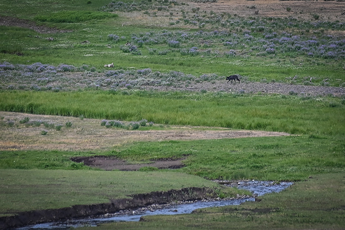 A black wolf crossing the Lamar River Valley.