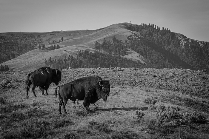 Classic Yellowstone Park scenery near Slough Creek.