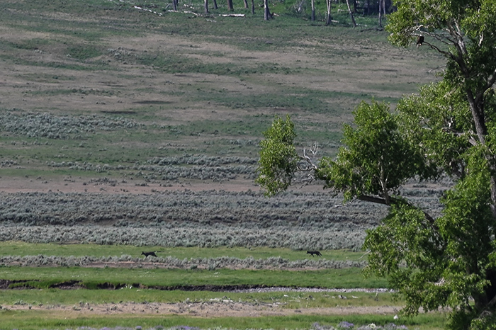 Two black wolves and a bald eagle in the Lamar Valley.