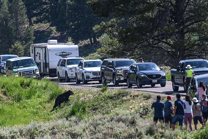 A large black bear traffic jam near Roosevelt Junction.