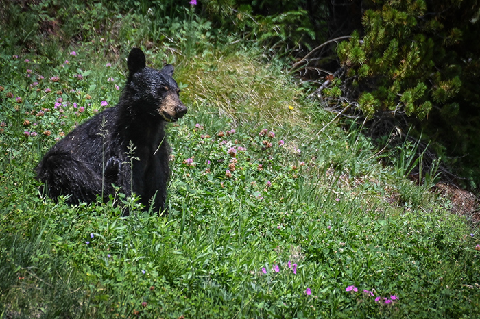 A young black bear enjoying some roadside vegetation.