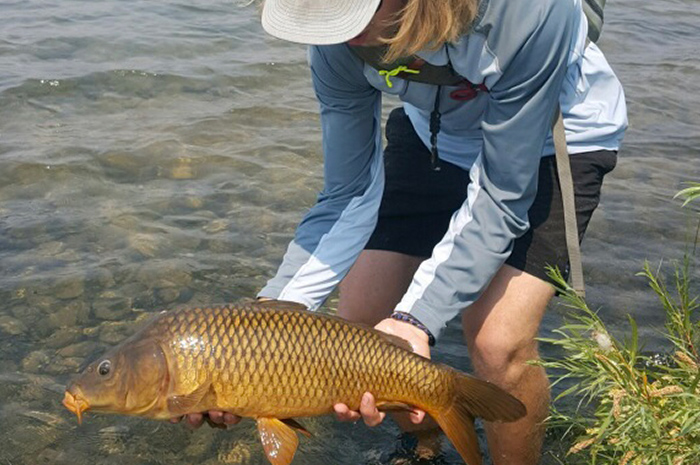 Silver Bow team member Luke Cronin with a great carp caught while fly fishing Washington State.