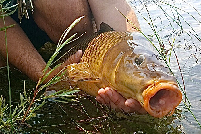 Carp are designed perfectly for inhaling flies with very little indication to the angler. 