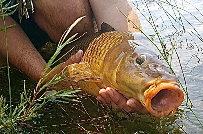 Carp are designed perfectly for inhaling flies with very little indication to the angler.