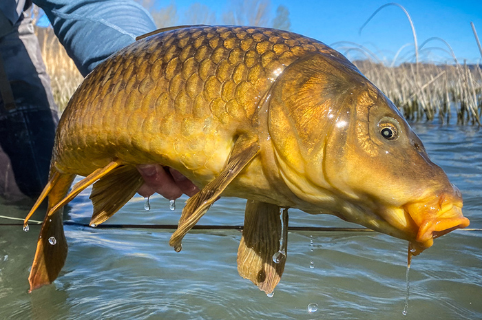 A carp caught near Spokane, Washington