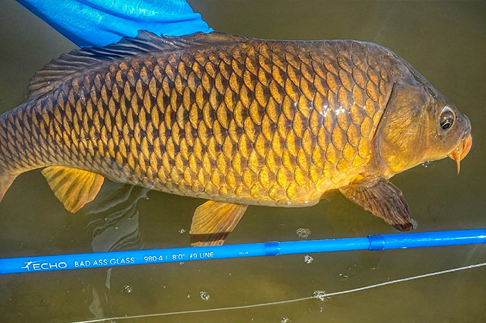 A hefty carp caught on the Echo Bad Ass Glass for a bit of fun.