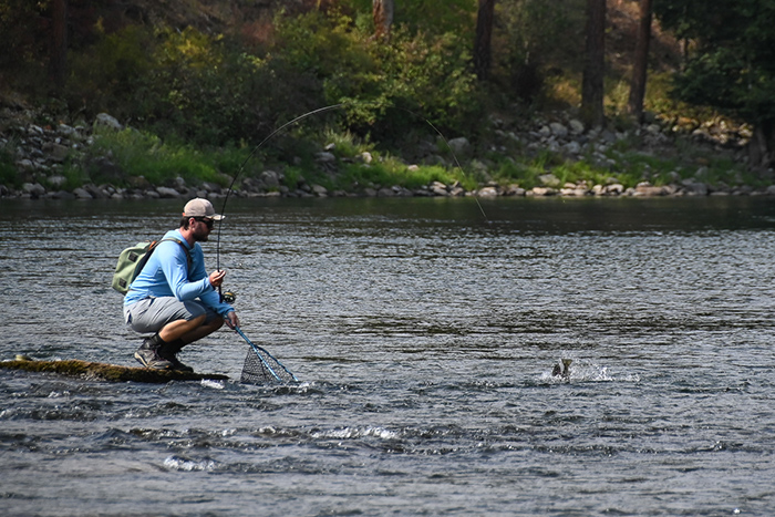 Spokane River fly fishing guide Kenyon Pitts bringing a Redband trout in to the net.