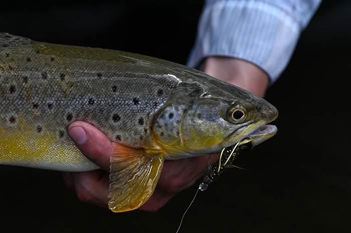 Streamer fly fishing for brown trout.