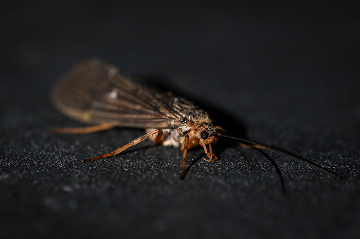 October Caddis