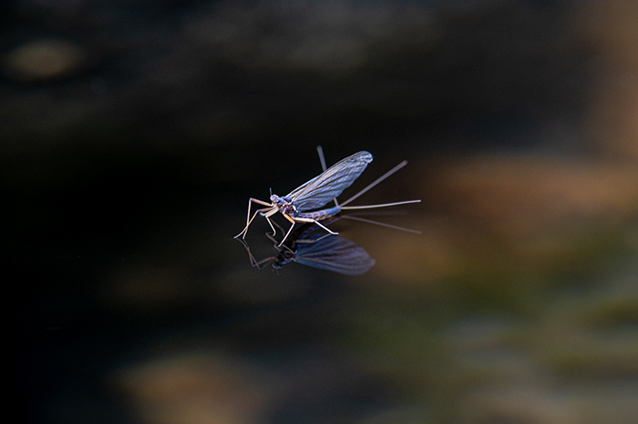 Mahogany dun mayfly.