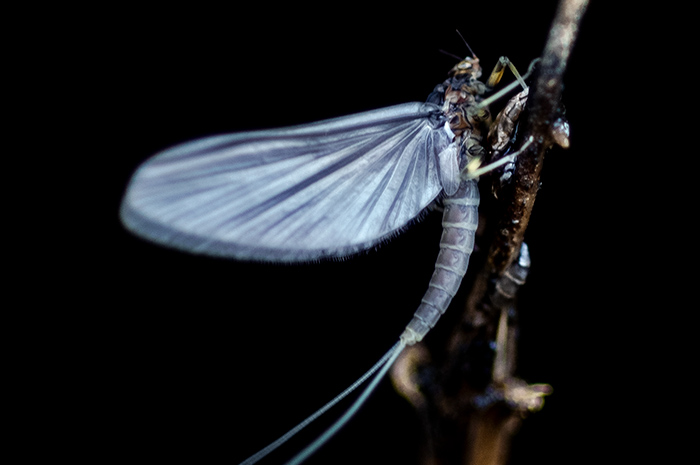 Blue Winged Olive mayfly