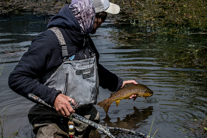 Backwater browns along the Rio Pico.