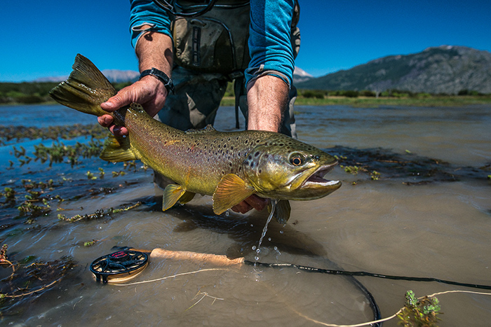 A large spring creek brown trout from Chubut, Argentina.