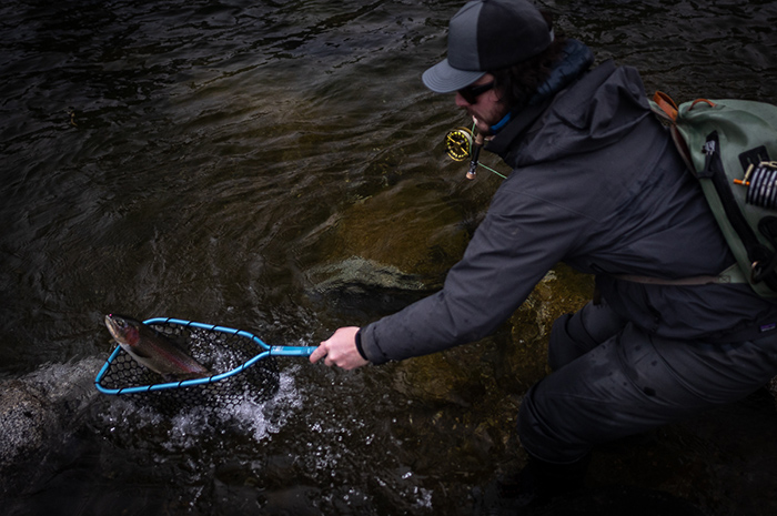 Silver Bow Fly Fishing guide Kenyon Pitts landing a nice Spokane River Redband in the winter.