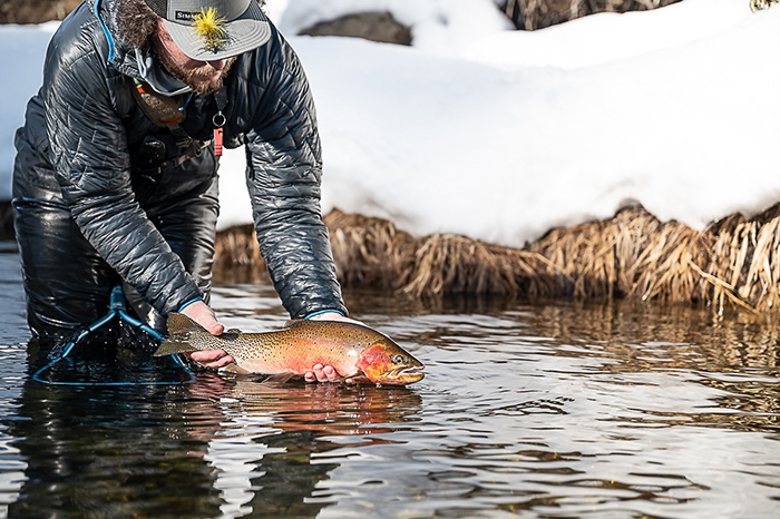 A large, healthy North Fork of the Coeur d'Alene River cutthroat trout caught in the winter.