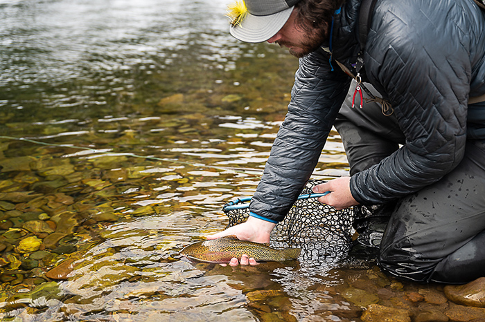 Kenyon releasing a wild cutthroat back into the North Fork of the Coeur d'Alene River.