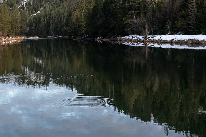 Rising cutthroat trout on the North Fork of the Coeur d'Alene River.