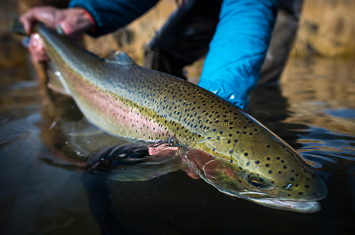 A wild steelhead caught on the Snake River system