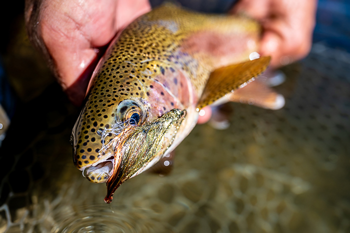 Fly fishing Las Pampas, Chubut, Argentina