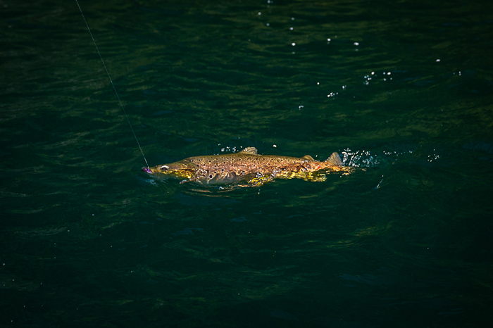 Fly fishing Las Pampas, Chubut, Argentina