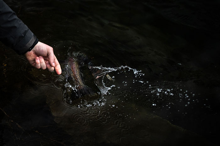 Releasing a Spokane River Redband trout.
