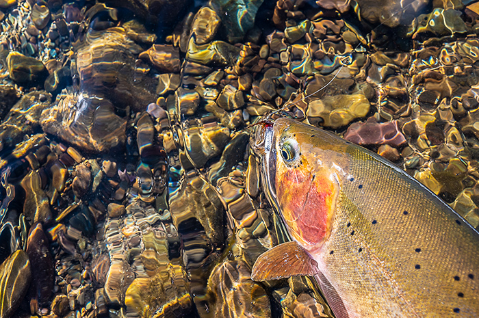 North Idaho Westslope Cutthroat Trout.