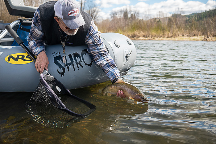 Releasing a fine dry fly caught cutthroat trout.