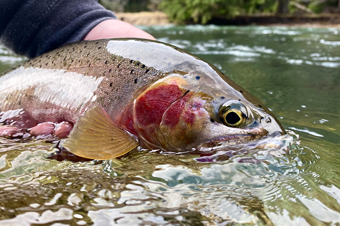 North Fork Coeur d'alene River North Idaho Cutthroat.