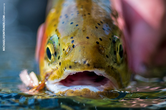 Idaho Cutthroat