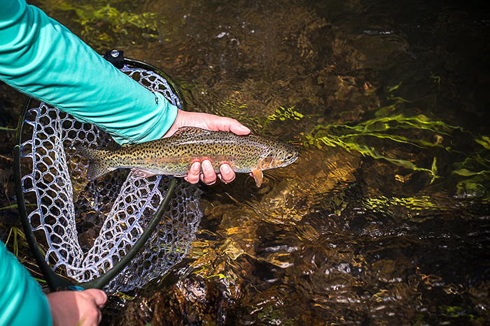 Creek Fly Fishing Rods