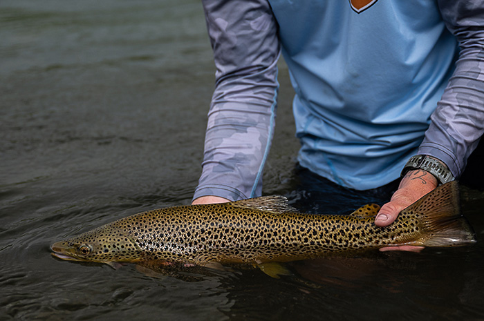 A large brown trout from the Bow River, Calgary, Alberta.