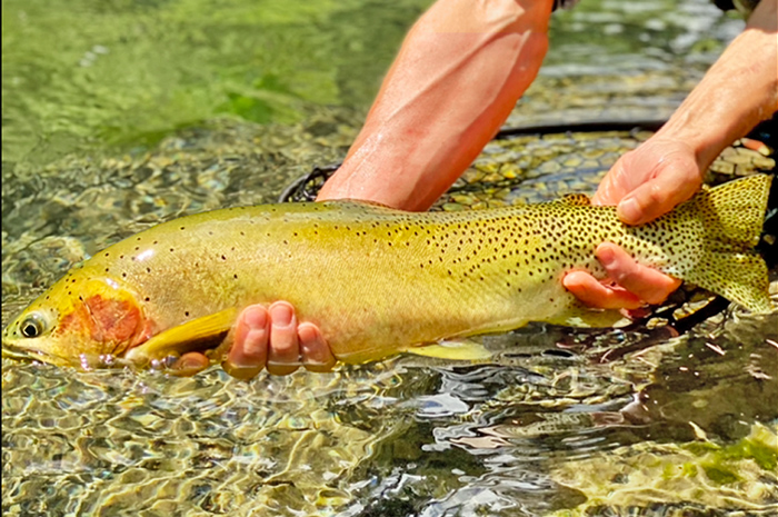 Idaho Cutthroat Trout