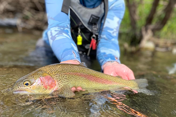 Redband Trout